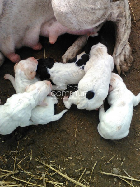 Se vende cachorros pointer