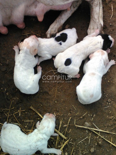Foto 2 de Se vende cachorros pointer