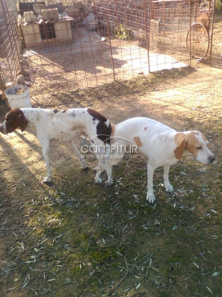 Foto 3 de Se vende cachorros pointer