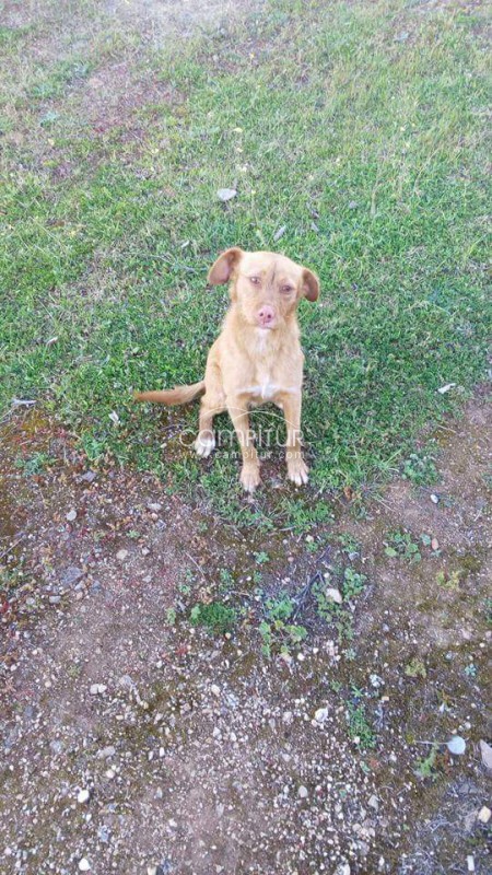 Foto 2 de Perrita abandonada busca hogar.
