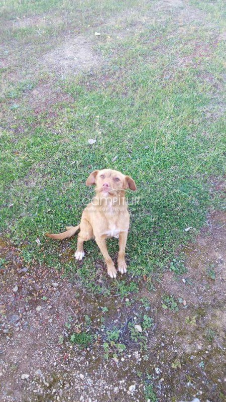 Foto 3 de Perrita abandonada busca hogar.