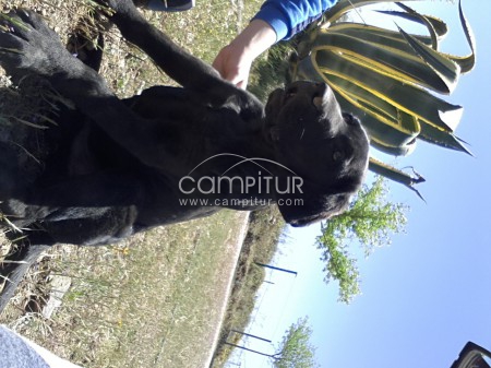 SE REGALA CACHORRO