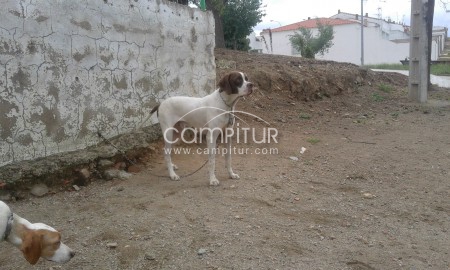 se venden cachorros de pointer