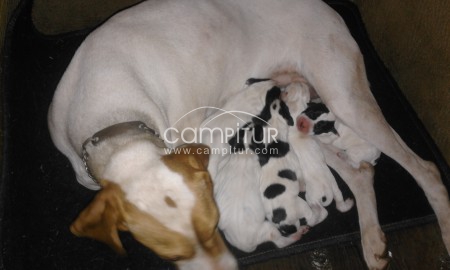 Foto 3 de se venden cachorros de pointer