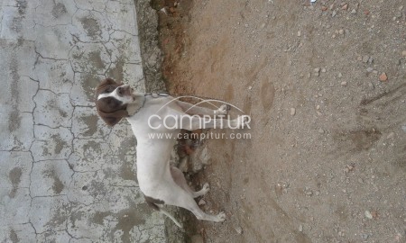 Foto 4 de se venden cachorros de pointer