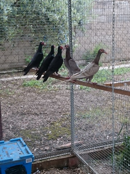 PALOMAS DE RAZA