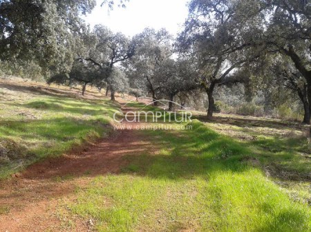 Foto 3 de Excelente Finca de 20 hectareas- Proyecto Turismo Rural-Cazalla de la Sierra