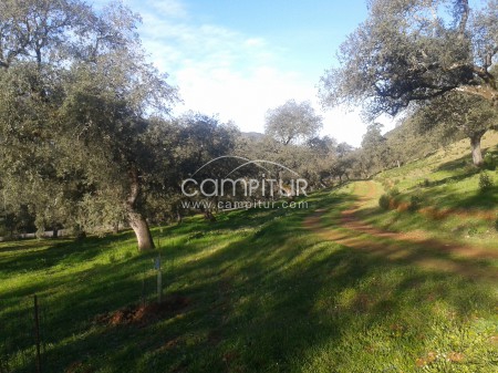 Foto 8 de Excelente Finca de 20 hectareas- Proyecto Turismo Rural-Cazalla de la Sierra