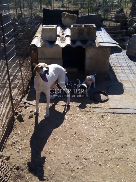 Se vende cachorros de pointer