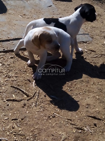 Foto 2 de Se vende cachorros de pointer