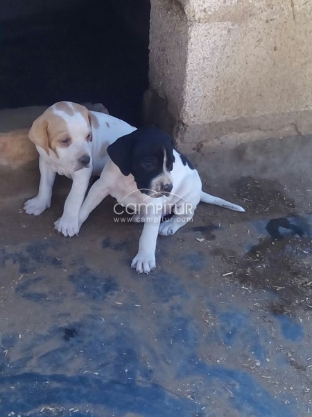 Foto 4 de Se vende cachorros de pointer