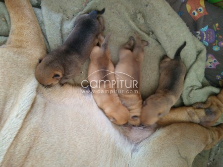 Cachorros shar pei