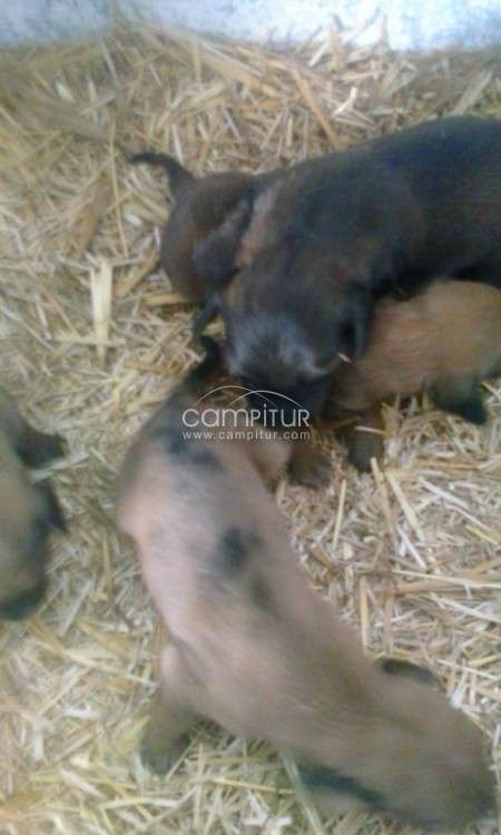 se vende perro teckel