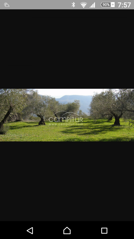 Terreno olivar