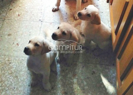 Cachorros de labrador