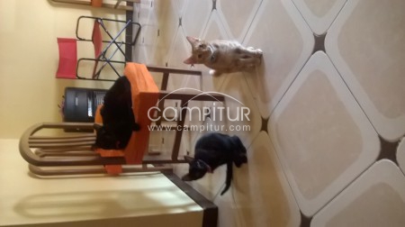 REGALO GATOS 