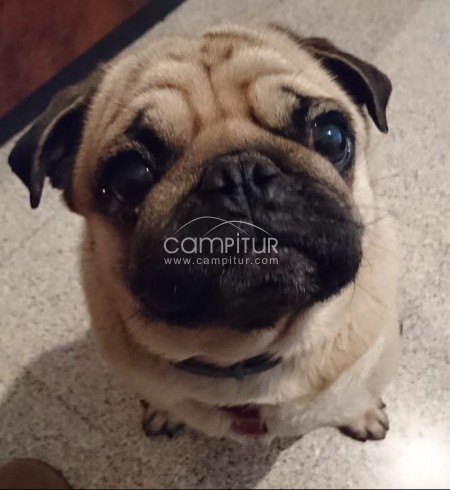 CUIDAR DE MI CARLINO