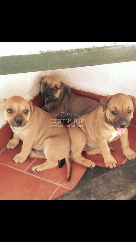 se venden 