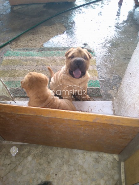 Foto 2 de Sharpei