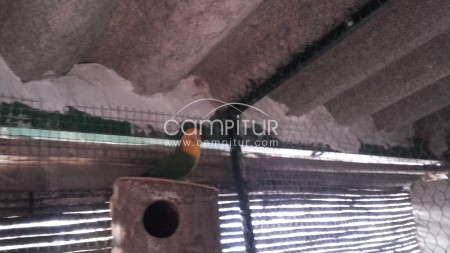 SE VENDE PAREJA DE AGAPORNIS ROSICOLIS