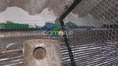 Foto 2 de SE VENDE PAREJA DE AGAPORNIS ROSICOLIS