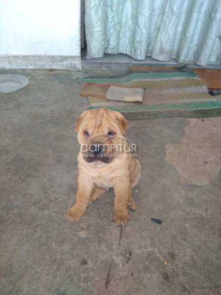 Shar pei 