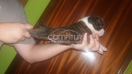 Última cachorra boxer 