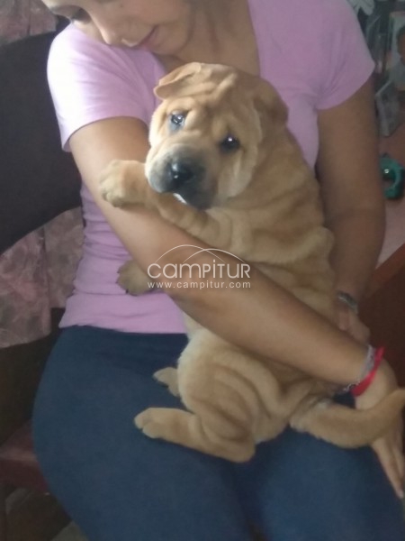 Shar pei 120€