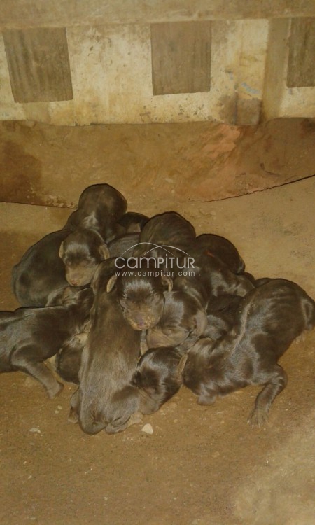 Se venden cachorros de bracos
