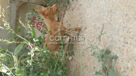 Foto 2 de Camada de Podencos Andaluces