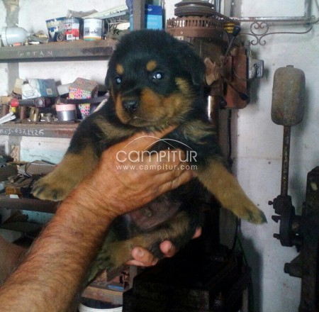 Se vende rottwailer