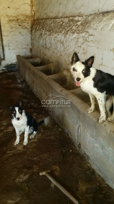 se vende perro