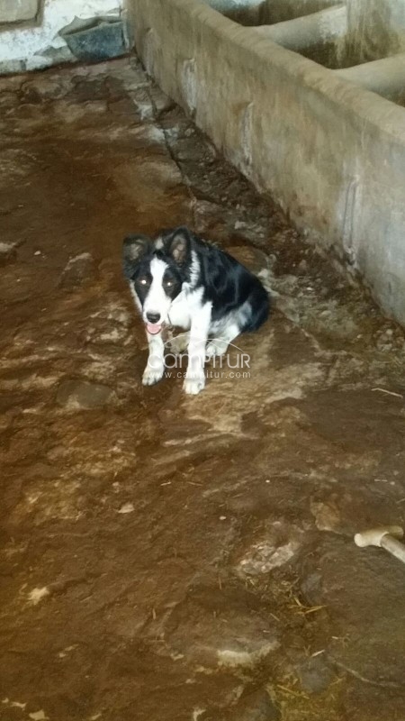 Foto 2 de se vende perro