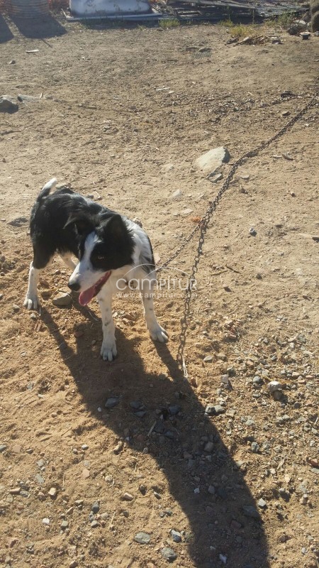 Foto 3 de se vende perro