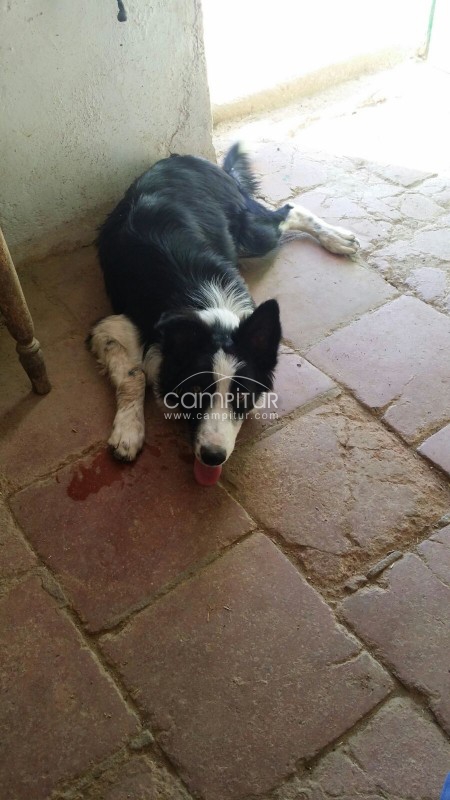 Foto 4 de se vende perro