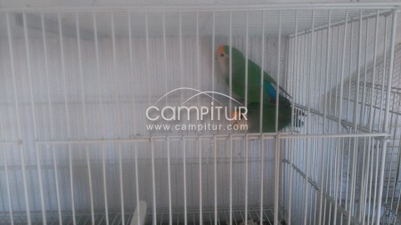 Venta de agapornis y ninfas