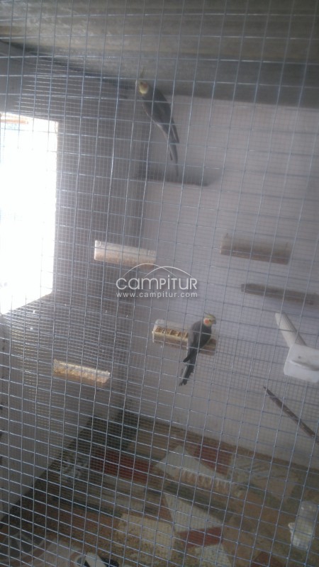 Foto 2 de Venta de agapornis y ninfas