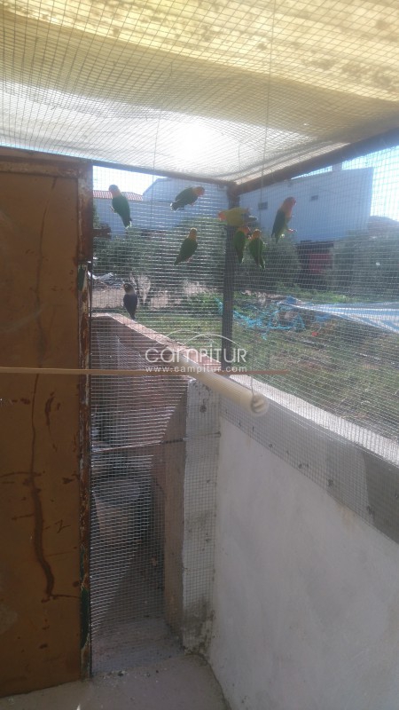 Foto 3 de Venta de agapornis y ninfas
