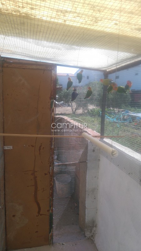 Foto 4 de Venta de agapornis y ninfas