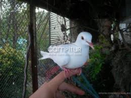compro  tortola blanca macho o cambio por pájaros 