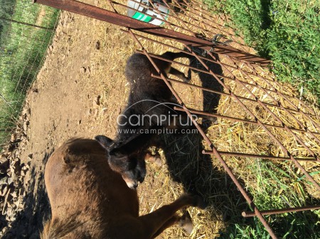 Se vende mulo enano