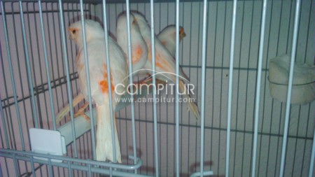 Se venden canarios en Azuaga