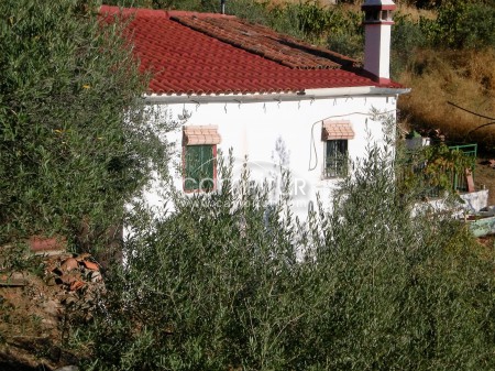 Foto 2 de vendo Parcela de olivar