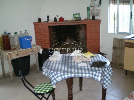 Foto 3 de vendo Parcela de olivar