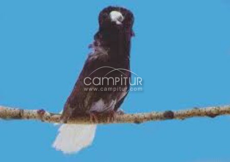 Cambio palomas fantasía de raza por gallinas de guinea 