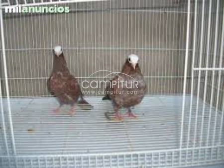 Foto 2 de Cambio palomas fantasía de raza por gallinas de guinea 