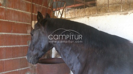 Se vende caballo