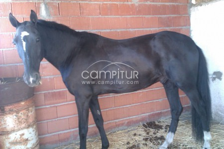 Foto 2 de Se vende caballo