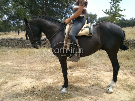 Foto 3 de Se vende caballo