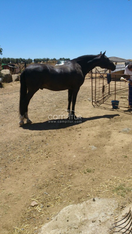 Foto 4 de Se vende caballo